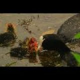 coot feedind its young