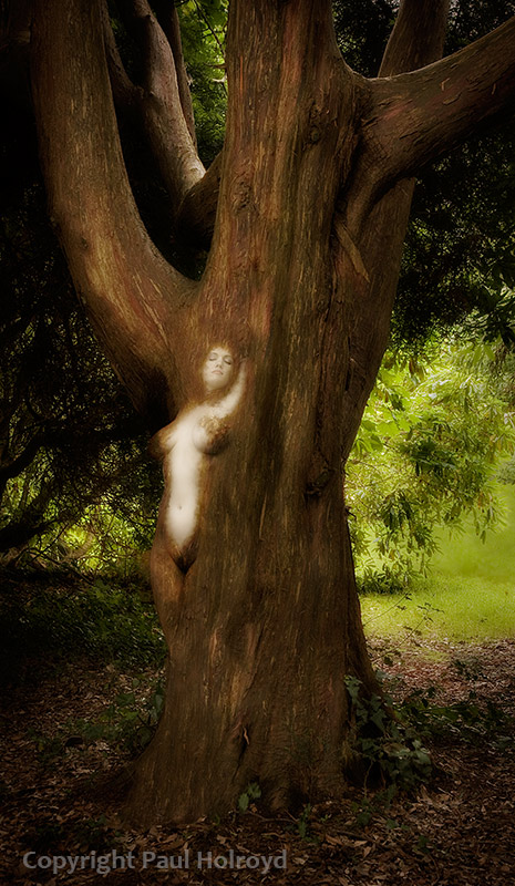 The Dryad 1