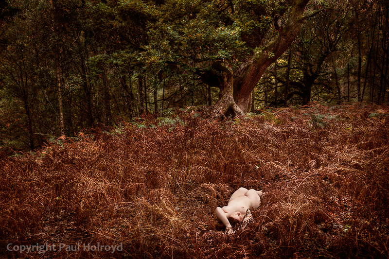 A Bed of Ferns