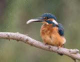 Male Kingfisher