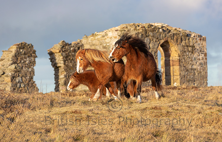 Wild Horses on Llandwyn Island