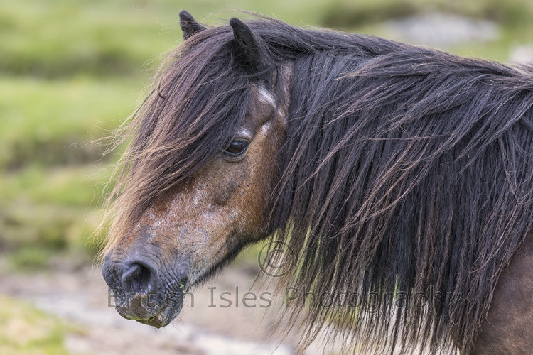 Dartmoor Pony
