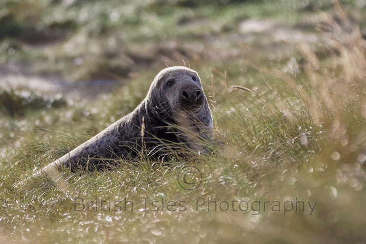 Seal In Sand Dunes - BWPA 2014 (Grey Seal - Halichoerus grypus)