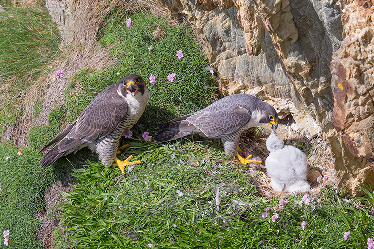 PEREGRINE FALCON FAMILY