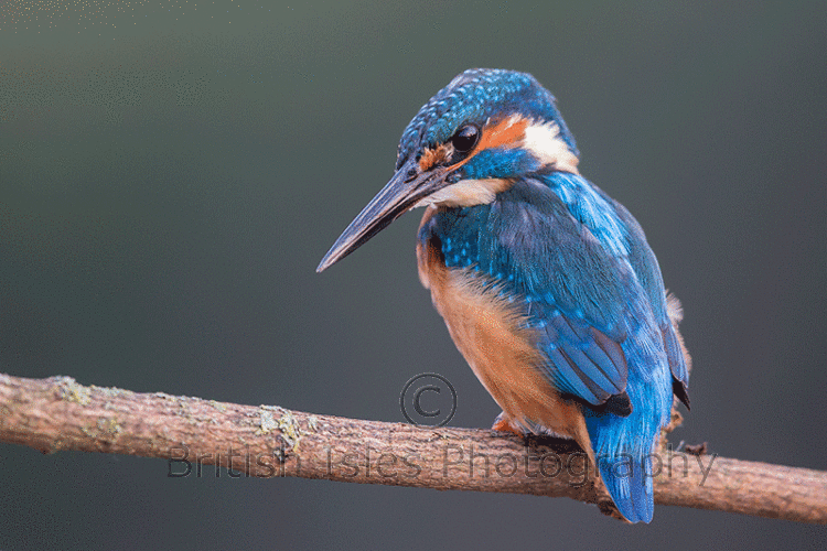 KINGFISHER