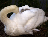 Swan With Cygnet