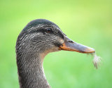 Female Mallard Duck
