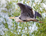 Grey Heron