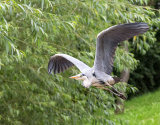 Grey Heron Flying