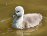 Young Cygnet
