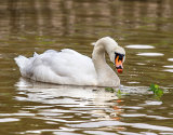 Swan With An Apple