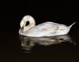 Midnight Swan
