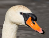 Mute Swan