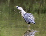 Heron Spindrying