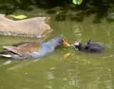 Moorhen And Chick