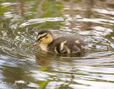 Baby Duckling