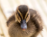 Mallard Duckling