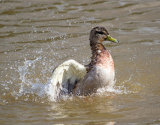 Mallard Duck