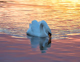 Swan In The Golden Hour