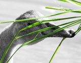 Cygnet Eating Grass