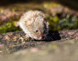 Short Tailed Vole