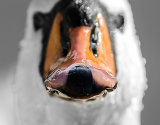Beaky