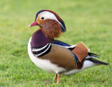 Male Mandarin Duck