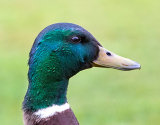 Male Mallard Duck