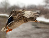 Mallard Duck Flying In Snow