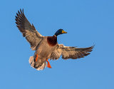 Duck Coming Into Land