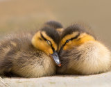 Two Little Ducklings