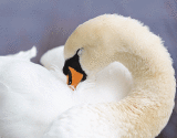 Swan Preening