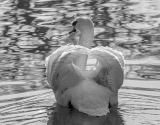 Mute Swan In Black And White