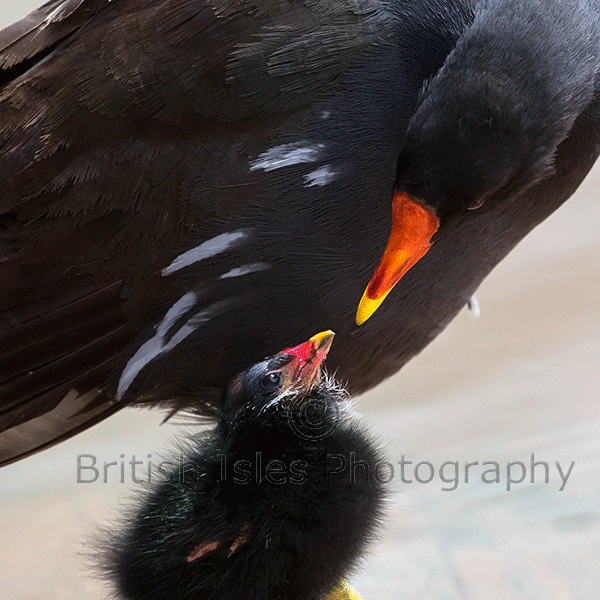 I Only Have Eyes For You - BWPA 2014 (Moorhen - Gallinula chloropus)