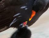 I Only Have Eyes For You - BWPA 2014 (Moorhen - Gallinula chloropus)