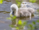 Cygnet On Pond