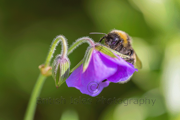 BEE ON A CRANESBILL
