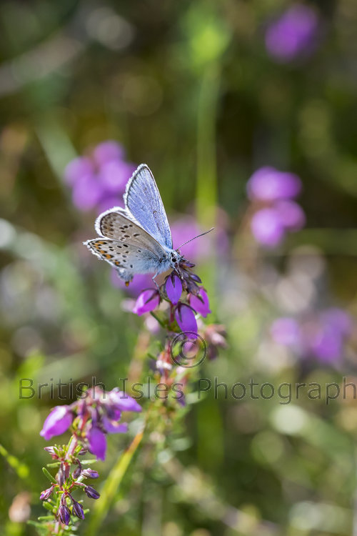Silver-studded Blue Butterfly