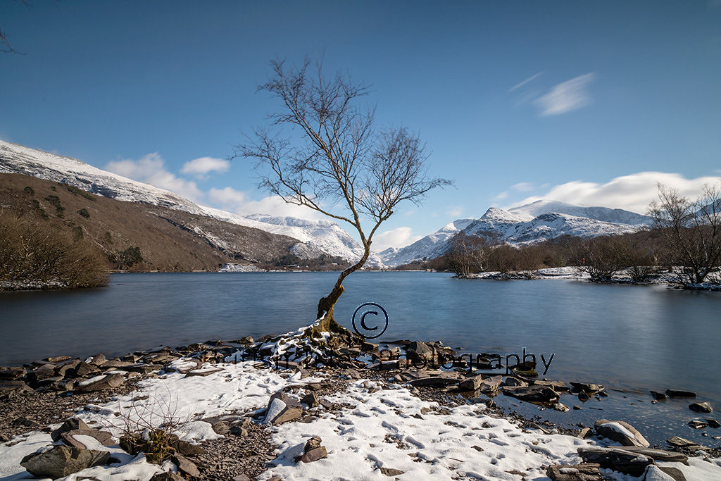 Lone Tree, Llyn Padarn, Llanberris