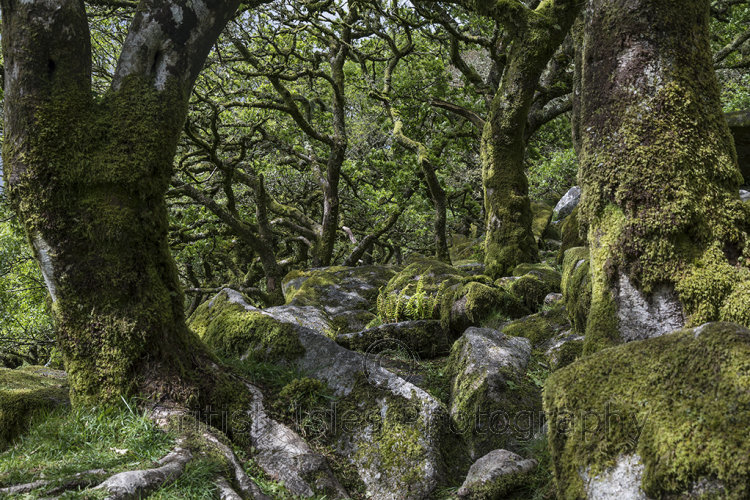 Wistman's Wood