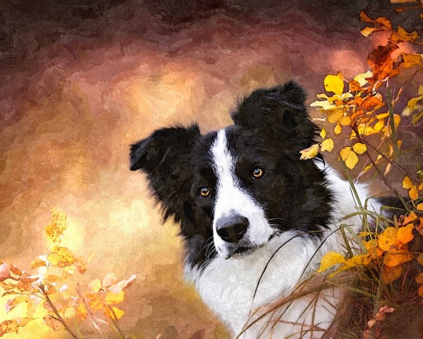Dogs limited edition prints