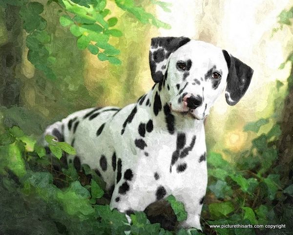 No 2. Dalmatian in the woods.