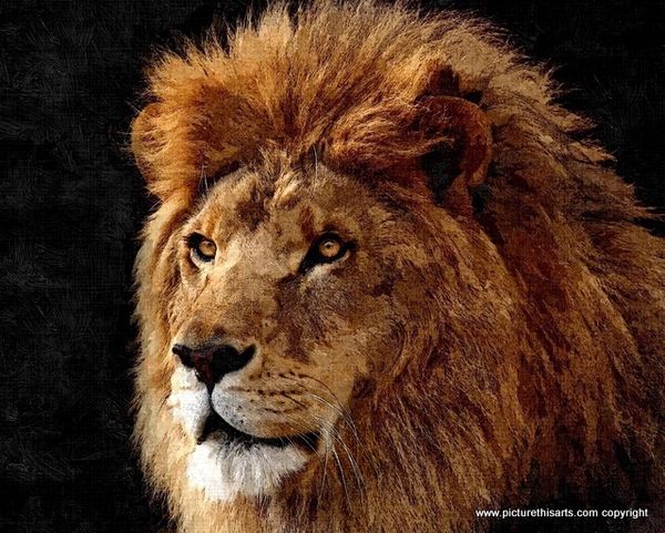 No 32. King of the pride.