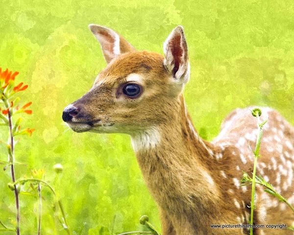 No 1. Young Doe in a field.