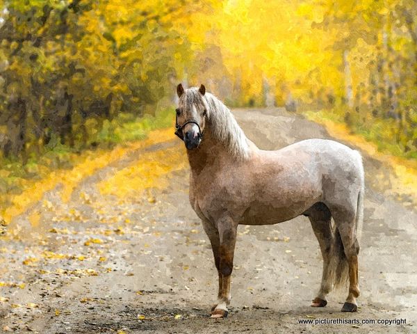 No 5. Autumn Blaze.