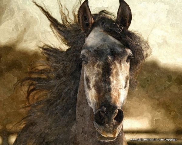 No 6. Gypsy.