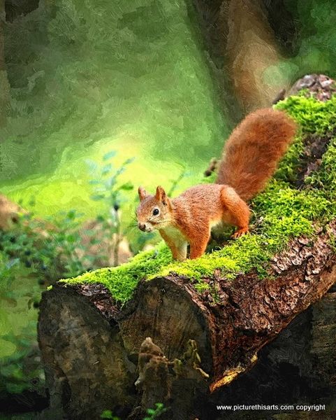 No 2. Squirrel on mossy logs.