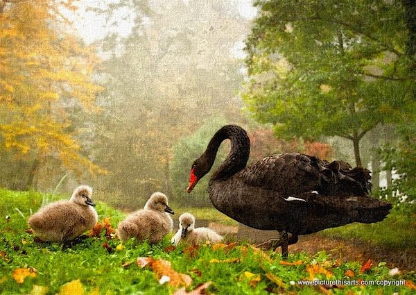 No 7. Black swan and cygnet's.