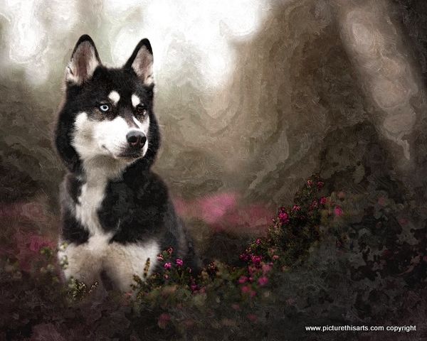 No 3 Husky.
