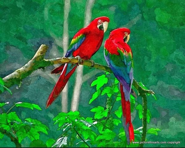No 1. Two parrots.